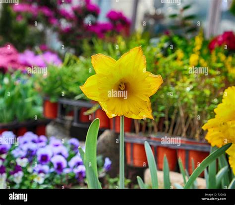 Spring Flowers in Gwangju